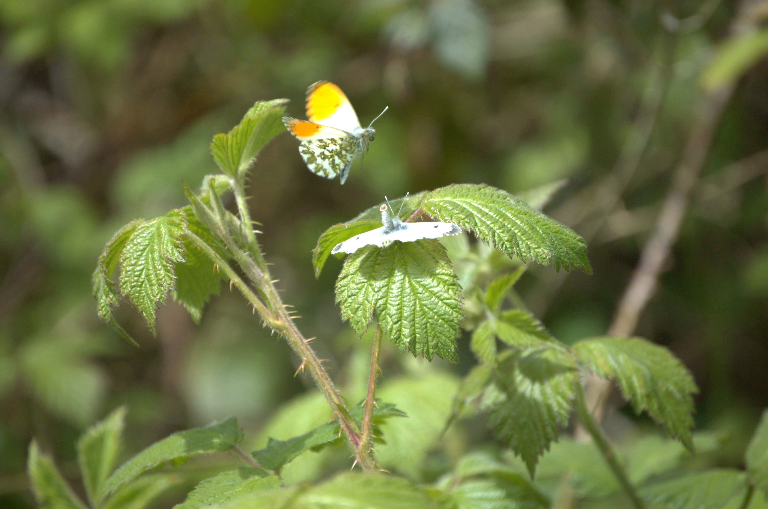 photos/wildlife/Invertebrate_Species/Butterflies/Orange Tip/DSC_2080.jpg